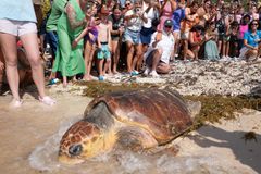 Huge, old sea turtle returns to Atlantic after rescue, rehab