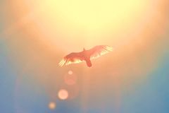 Come, Thou Long-Expected Spirit