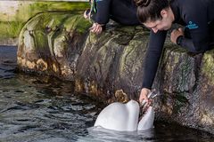 Beluga whale dies in Chicago shortly after transit from Canada