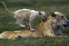 Indiana sheriff deputies search for lions reported loose