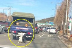 트럭에 질질 끌려간 강아지, 사실은…