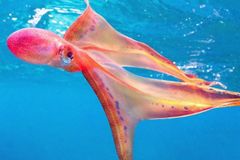 알록달록 담요가 바닷속에서 춤을 춘다 [영상]