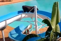 브라질 워터파크에 황소가…기막힌 반전 사연[영상]