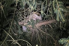 美 백신 실험용 실려가던 원숭이들…교통사고 틈타 탈출