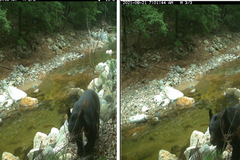 “DMZ에서도 살아요” 멸종위기 반달가슴곰 2년 연속 포착