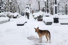 폭설 속 실종된 10살…18시간동안 개 껴안고 버텼다