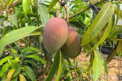 “아열대 작물 재배로 과수 산업 지도를 다시 그린다”