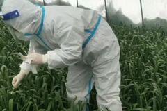 中허난성, 마늘잎도 코로나 검사…“소비자들이 음성 확인서 요구”