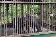 2026년부터 곰 사육하다 걸리면 5년 이하 징역