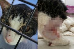 입양한 고양이 커터칼로 찌르고 “교통사고” 발뺌한 男