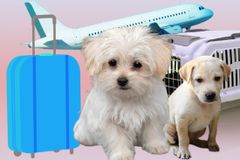 제주도 ‘반려동물과 함께하기 좋은 도시’ 발돋움