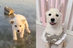 빙판 위 돌에 묶여 버려진 떡국이…새가족 만났다