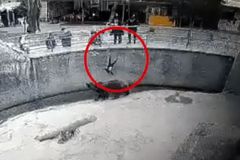 동물원 곰한테 딸 내던진 엄마…사육사 6명이 구출 [영상]