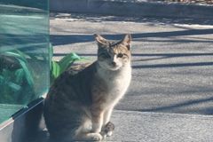 고양이 ‘두부’ 담벼락 내리쳐 죽인 20대 긴급체포