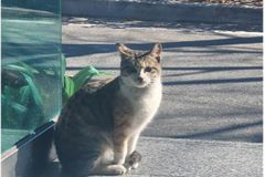 “고양이 꼬리 잡고 내리쳐 살해” 경찰 수사 착수