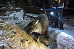 지붕 위에 천연기념물 산양이…주민들 ‘길조’라며 반색