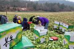 한겨울 해풍 맞고 자란 ‘진도 봄동’ 인기