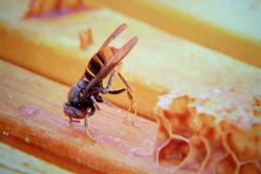 꿀벌은 기후변화로, 이웃들은 고독사로 사라지고 있다