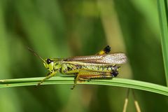 이스라엘 식품 업체, 메뚜기로 만든 음식 선보여 화제