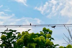 [신앙 에세이: 삶과 사랑] 제비