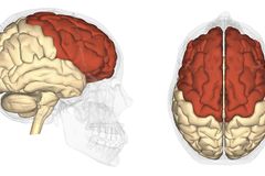 [뇌치유상담] 분노의 뇌, 전두엽의 기능이 저하된다