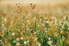 [김진홍의 아침묵상] 확신 있는 신앙(2)