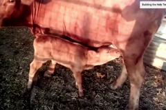 이스라엘에 5마리 붉은 암송아지 도착… 유대인들, “예루살렘 성전 회복” 기대