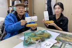 한동대·국제옥수수재단, 우크라이나 적응 우수종 옥수수 육종 성공