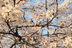 종려나무와 십자가 나무 사이의 그대