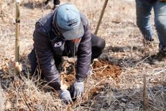 굿피플, 강릉 산불 피해지역에 아까시나무 숲 조성