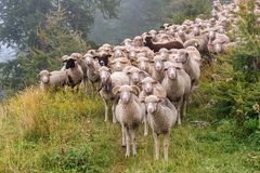 선한 목자는 자기 양의 특성을 알고 인도한다