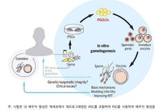 일본, 줄기세포 활용 인간 배아 연구 공식 허용