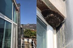 조금만 불편해도 즉시 쏘아버리는 ‘땡벌 신앙’