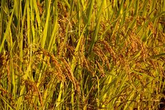 추수감사의 계절, 벼농사로 느끼는 신앙생활 천태만상