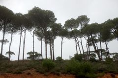 성경에 103번이나 등장하는 백향목 원산지를 가다