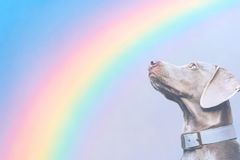 펫로스 상담 서비스 개설…사랑의전화복지재단, 반려동물 상실 심리 지원 확대