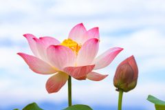 [영혼의 오아시스] 연꽃