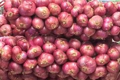 Caritas PH calls for more gov’t support to onion farmers