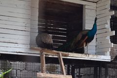 Parish turns garbage dump into mini zoo