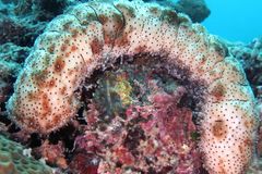 Mamamayan, binalaan sa pagkain ng sea cucumbers