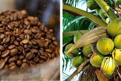 Pagpapaunlad sa coconut at coffee industry, isinusulong ng mga mamumuhunan