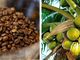 Pagpapaunlad sa coconut at coffee industry, isinusulong ng mga mamumuhunan