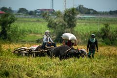 Farmers warn gov’t of possible rice price manipulation schemes