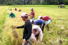 ‘Listen to cry’ of farmers, bishop urges gov’t