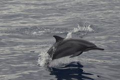 Marine life protection vowed amid dolphin decline in Tañon Strait