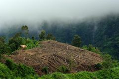 Pro-environment group blames deforestation, mining for flooding in Mindanao