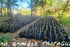 Bamboo plantation project, ilulunsad ng Diocese of Legazpi