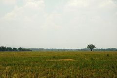 El Niño phenomenon, nararanasan na sa tinaguriang “rice granary of the Philippines”