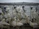 UN: Over 4,000 wildlife species still threatened by illegal trafficking despite global conservation efforts