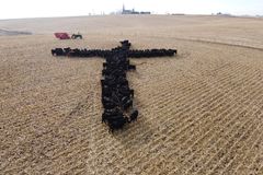 Iowa priest-photographer surprised by appeal of viral cattle cross image